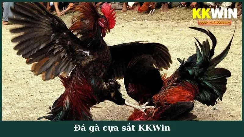 Đá Gà Cựa Sắt