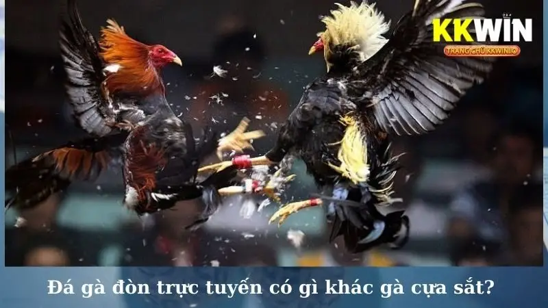 Đá gà đòn trực tuyến có gì khác gà cựa sắt?