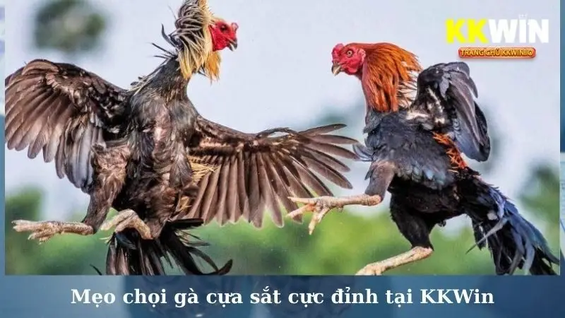 Meo chọi gà cựa sắt cực đỉnh tại KKWin