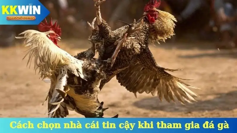 Cách chọn nhà cái tin cậy khi tham gia đá gà